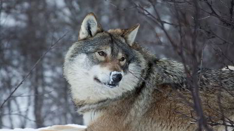 Nordmenn er blitt mer positive til de store rovdyrene, inkludert ulv. Foto: Inger E. Berg