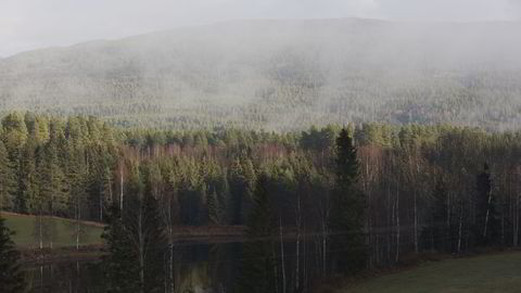 Norge har mer enn nok bioressurser selv, import av biodrivstoff av palmeolje er ikke nødvendig, mener Norges Skogeierforbund. Foto: Berit Roald /