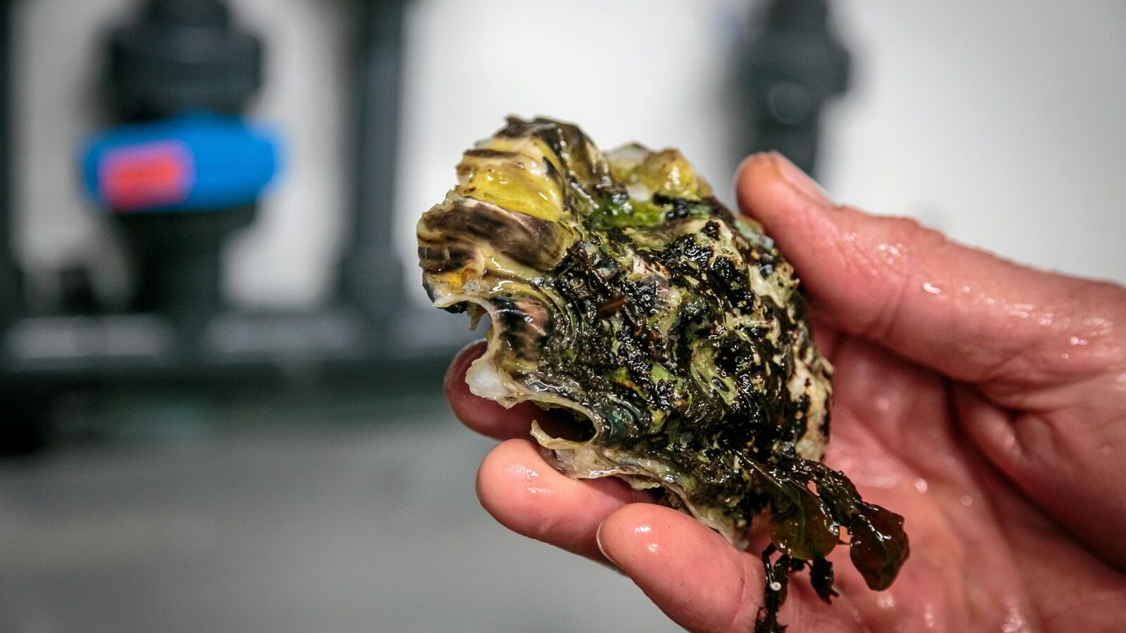 Ulovlig å høste svartelistet østers: – Må være feil