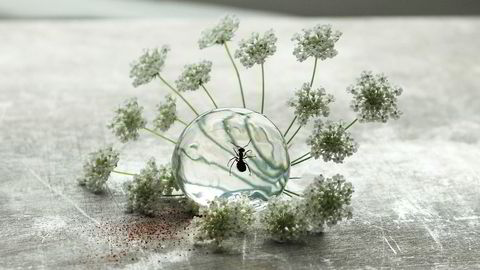 Maur på sprit. Nordic Food Labs samarbeid med The Cambridge Distillery har resultert i maur som svever i en sfære av gin.