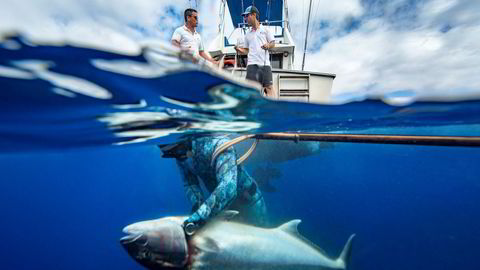 Siste stikk. Paulo Vieira stikker kniven i amberjacken. Diogo Paiva og Eduardo Lopes, som driver selskapet Azores Fishing, skal dra fisken om bord før de legger den på is. Den selges videre på restaurantmarkedet.