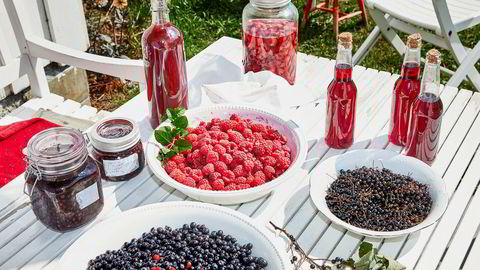 Til forrådet. Ettersom sommeren går, får hamstringsgenet kjørt seg. Bringebærlikør, «heggebærvin» og fermenterte blåbær bevarer sommerens smaker på Fannremsgården.