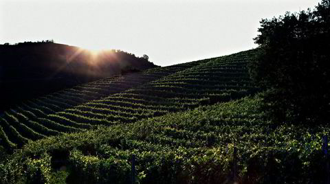 Vinmarken Vigna Rionda i Serralunga er kanskje den aller mest ettertraktede i Piemonte for øyeblikket.