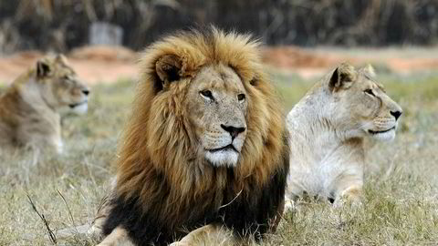 Goxplore har hatt flere tilbud på opphold i parker, der man blant annet har jobbet med løver.