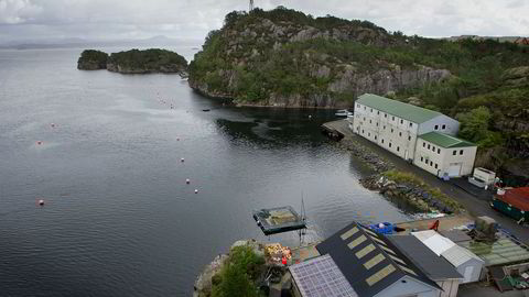 I Øygarden utenfor Bergen er dyrkingen av sjøpunger i gang. En del av «Project Ocean» går ut på å bruke sjøpunger til å rense havet og samtidig produsere fôr til fiskeoppdrett.