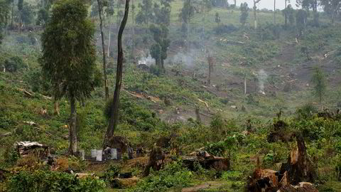 Mange planter i Afrika risikerer å bli utryddet. Bildet er fra et skogområde i Kongo.