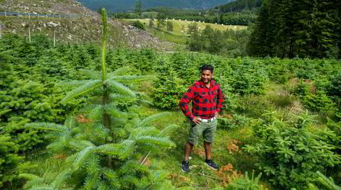 Planter klimaskog i Norge – forsker kaller det en farlig idé
