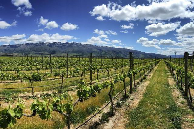 Central Otago har seilt opp som et av de mest spennende områdene på New Zealand.