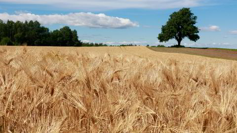 Til sammen står Ukraina og Russland for cirka 14 prosent av verdensproduksjonen av hvete, skriver artikkelforfatterne.