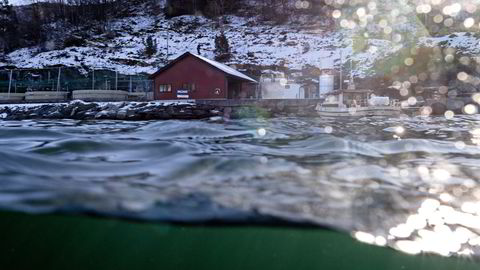 Mowis anlegg i Øyerhamn på Varaldsøy er et av landets settefiskanlegg. Anlegget har ikke rensekrav.