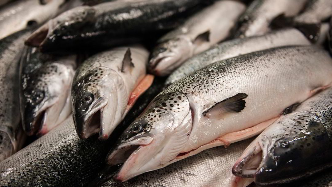 Record year for exports of Norwegian seafood thumbnail
