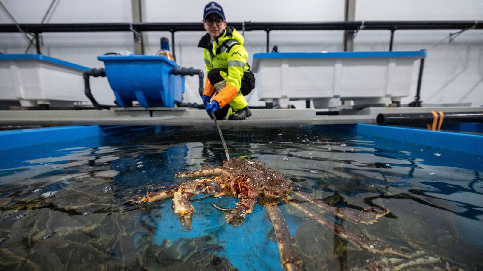 Delikatessen koster 2000 kroner kiloen: – Ja, det er klondyke blant fiskerne