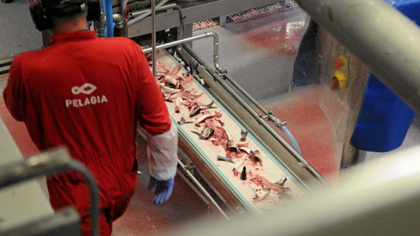 Norsk fisk endte opp på tvangsfabrikker i Kina