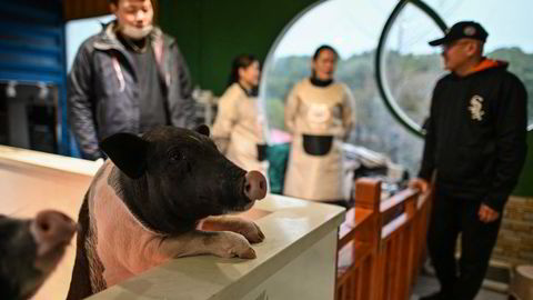 En mutasjon av afrikansk svinepest skaper bekymring i Kina. Ved dyrekafeer i Shanghai kan kunder komme tett inn på blant annet griser mens de tar en kaffe.