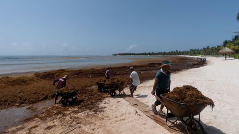 Å rydde strendene for sargassum er en endeløs oppgave. Mange tusen tonn skyller hvert år inn over strendene på østkysten av Karibien og Mexico, og problemet blir stadig verre.