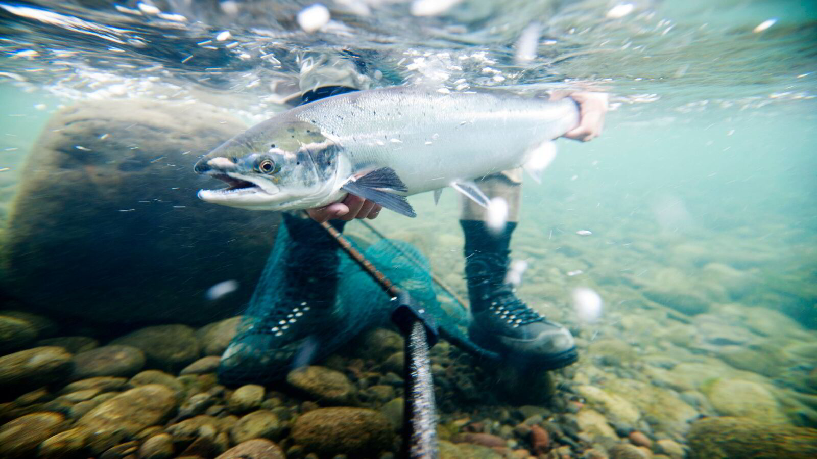 Vil slippe ut igjen all fisk som fanges i elvene: – Etisk betenkelig