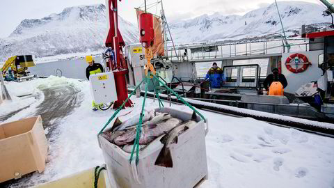 Et nytt fond skal investere bare i nordnorsk næringsliv. Her fra et fiskemottak i Tromvik på Kvaløya utenfor Tromsø.