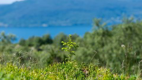 Å plante skog på dyrket mark som tas ut av produksjon, gir karbonbinding. Ett års brakklagt areal gir tapt CO2-binding på anslagsvis 40.000 tonn årlig, skriver artikkelforfatteren.