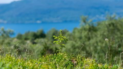 Å plante skog på dyrket mark som tas ut av produksjon, gir karbonbinding. Ett års brakklagt areal gir tapt CO2-binding på anslagsvis 40.000 tonn årlig, skriver artikkelforfatteren.