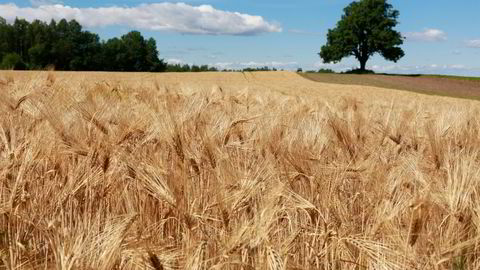 Regjeringen vil sette av 63 millioner kroner i neste års budsjett på å bygge opp et kornlager de færreste ser noe behov for. Bildet viser en hveteåker i Drøbak.