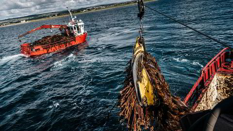 Molekyler fra tang og tare kan brukes til å lage biologisk nedbrytbare alternativer til plast i emballasje og andre produkter, skriver artikkelforfatterne.