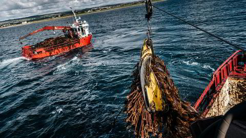 Molekyler fra tang og tare kan brukes til å lage biologisk nedbrytbare alternativer til plast i emballasje og andre produkter, skriver artikkelforfatterne.