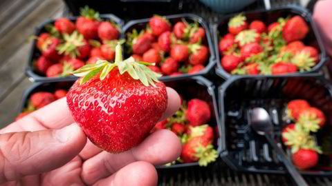 Kostnadssjokket bidrar til at bonde spår voksen jordbærpris i sommer.