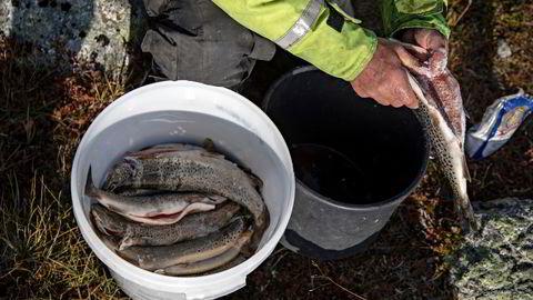 Bærekraftig akvatisk mat kan spille en kritisk rolle i global matsikkerhet og ernæring, skriver forskerne fra Havforskningsinstituttet.