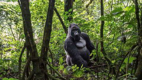 Feltene som skal auksjoneres bort, strekker seg også inn i Virunga nasjonalpark, som regnes som verdens viktigste gorillareservat.
