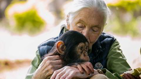 Hun regnes som verdens fremste ekspert på sjimpanser. Hva heter denne britiske kvinnen?
