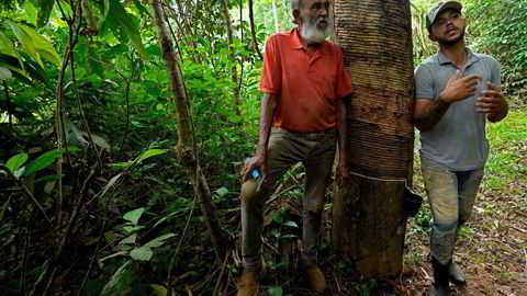 Brasils påtroppende president Luiz Inácio Lula da Silva lover full stans i avskoging i Amazonas innen 2030. For gummitappere er skogen en viktig inntektskilde.
