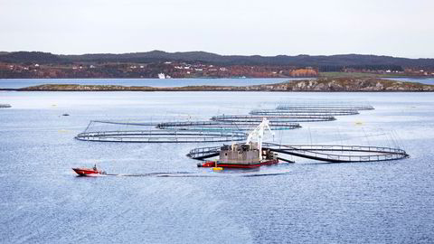 Siden regjeringen la frem forslaget om grunnrenteskatt på blant annet lakseoppdrett i slutten av september har det stormet i næringen.