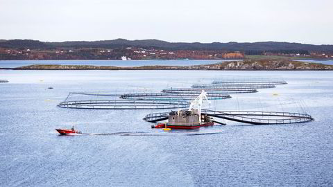 Siden regjeringen la frem forslaget om grunnrenteskatt på blant annet lakseoppdrett i slutten av september har det stormet i næringen.