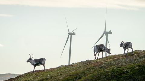 Reinsdyr og vindmøller er et problem på Fosen, større i Finnmark.