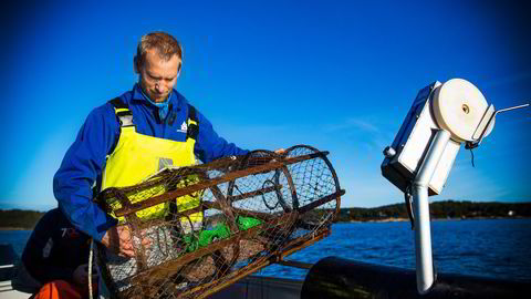 Hummerforsker Alf Kleiven ved Havforskningsinstituttet mener det må langt skarpere lut til for å bygge opp hummerbestanden.