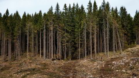 Skogvern tjener miljø, klima og skogeiere som ønsker støtte til frivillig vern. Regjeringens budsjettutkast svikter dem alle, skriver artikkelforfatteren.
