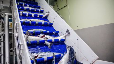 Slakteriet Salmosea på Rørvik ble nylig overtatt av Salmar, da selskapet ble slått sammen med Salmonor og Norway Royal Salmon (NRS). Med sterke laksepriser kan inntjeningen i første kvartal bli veldig bra. I alle fall før skatt.