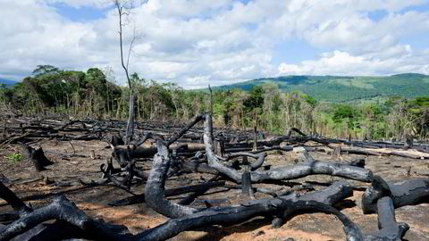 Avskoging er et alvorlig globalt problem som krever innovative løsninger på lokalt nivå. Oljefondet ønsker å bidra til slike løsninger, skriver artikkelforfatterne. Her fra Colombia.
