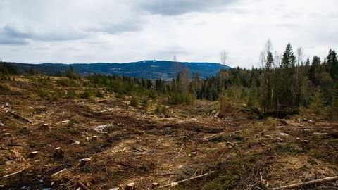 Noen liker å gå i lukket skog, andre liker å få solen i fjeset ute på en hugstflate, skriver Per Skorge.