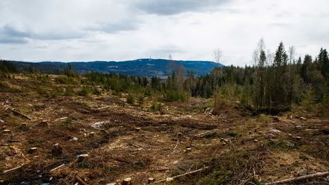 Noen liker å gå i lukket skog, andre liker å få solen i fjeset ute på en hugstflate, skriver Per Skorge.