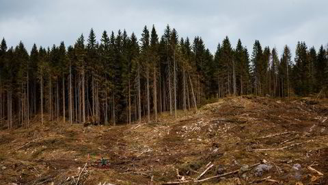 Erfaringene fra alpelandene er at tilskudd kan rigges slik at det både gir skog med tilfredsstillende sikring og skogeier økonomisk overskudd, skriver Rune Nordrum.