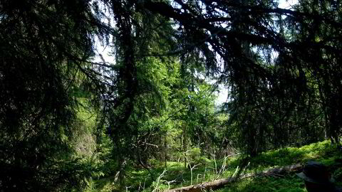 Dersom man ikke tar ut den årlige tilveksten i skogen, vinner en det dobbelte i karbonbinding av hva som oppnås ved å hugge og la trevirket erstatte stål og betong, skriver Olav Hjeljord.