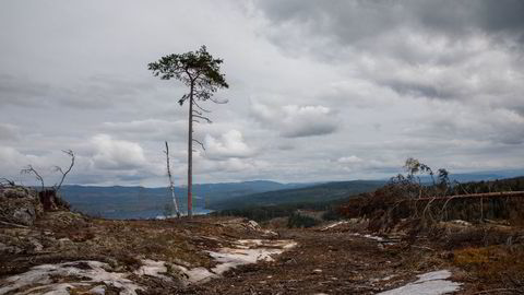 Mengden dødt trevirke er fortsatt svært lav, sett fra artenes ståsted, skriver Anne Sverdrup-Thygeson.