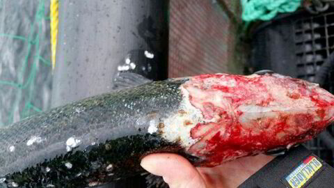 Slik kan lakselus beite seg helt inn til hodebenet til fisken dersom ikke oppdretterne får kontroll. Det pågår nå en intens kamp for å få ned lusemengdene i Nord-Norge.