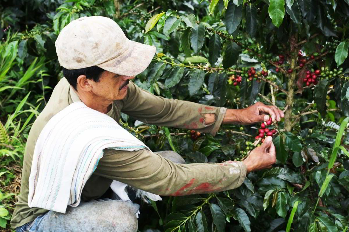 Området utenfor Jardín i Colombia er i dag et frodig landskap. Slik har det ikke alltid vært, forteller kaffebonden Humberto Galeano.