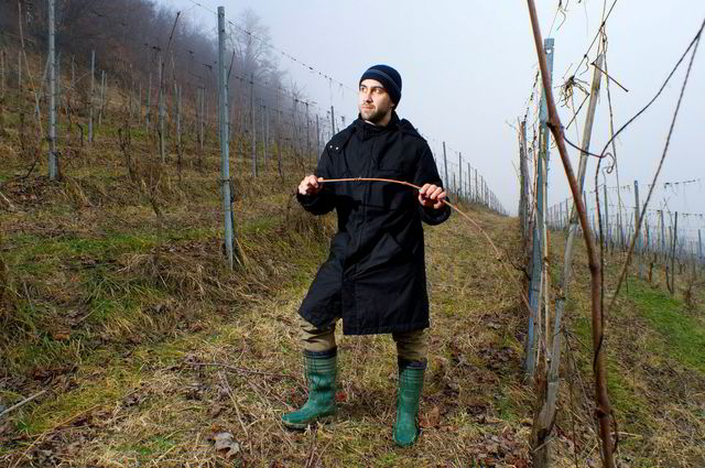 Planter igjen. Luca Roagna har måttet plante om igjen vinmarkene sine de tre siste årene på grunn av vårfrost. Enn så lenge er det kun de unge stokkene som bukker under, mens de gamle har overlevd.