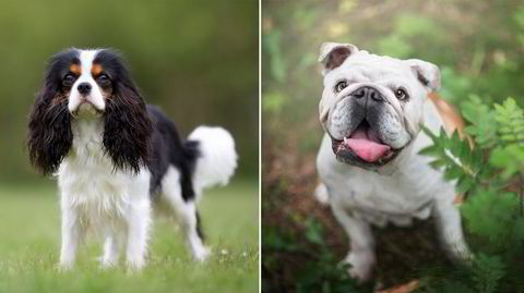 Det kan bli satt en stopper for avl av cavalier king charles spaniel og engelsk bulldog slik vi kjenner dem i dag. Cavalier king charles spaniel avles frem med så liten hodeskalle at hundene kan få intense anfall med hodepine, mens bulldog sliter med dårlig rygg og pusten.