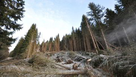 Holtsmark nevner at hvis «bioenergi ble laget av rester fra skogindustrien som ellers ikke ville hatt noen anvendelse, ville alt vært vel og bra.» I de norske biodieselprosjektene er det jo nettopp slikt avfall som skal brukes, skriver Bjørn Eidem i innlegget.