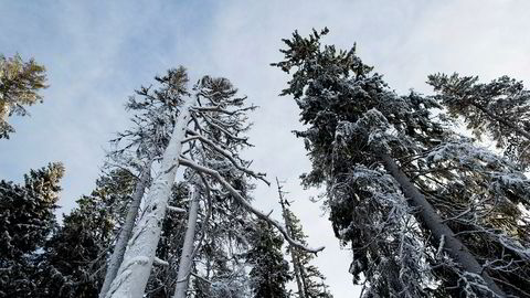 Hvis en skog ikke får stå urørt, men skjøttes og hugges, vil den ofte fange mer karbon, men ikke lagre mer, skriver artikkelforfatterne. Skogen her på bildet står i Våler i Hedmark.