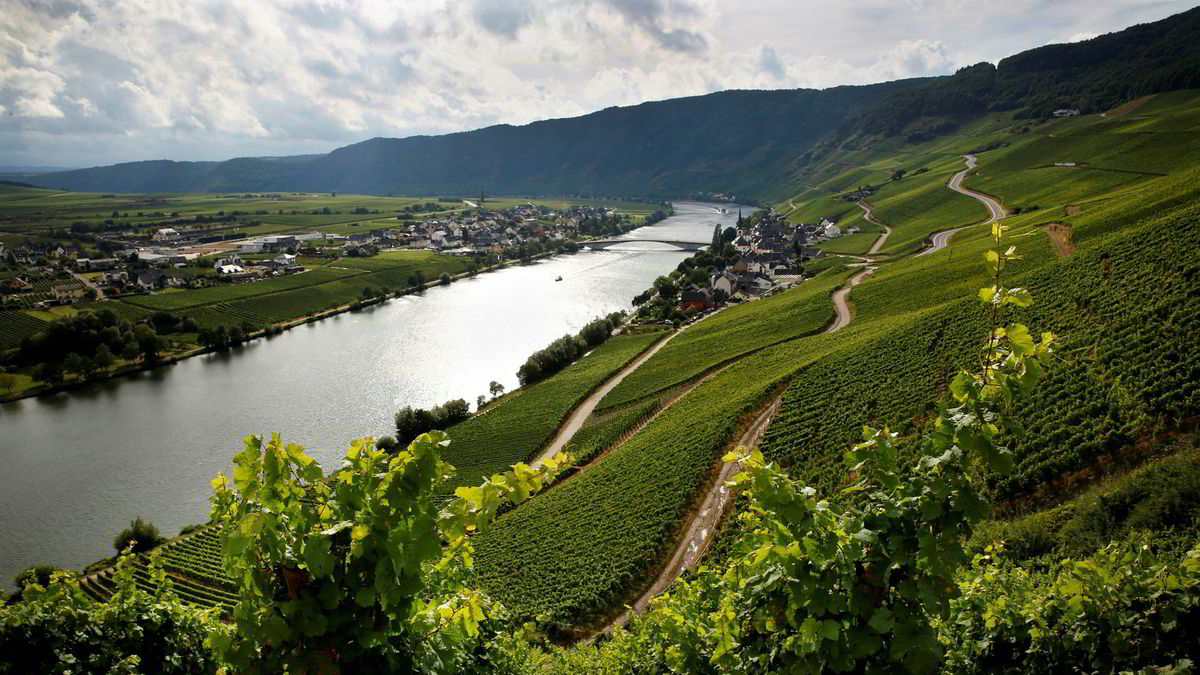 Anmeldelse av tysk riesling-vin 2016 | DN
